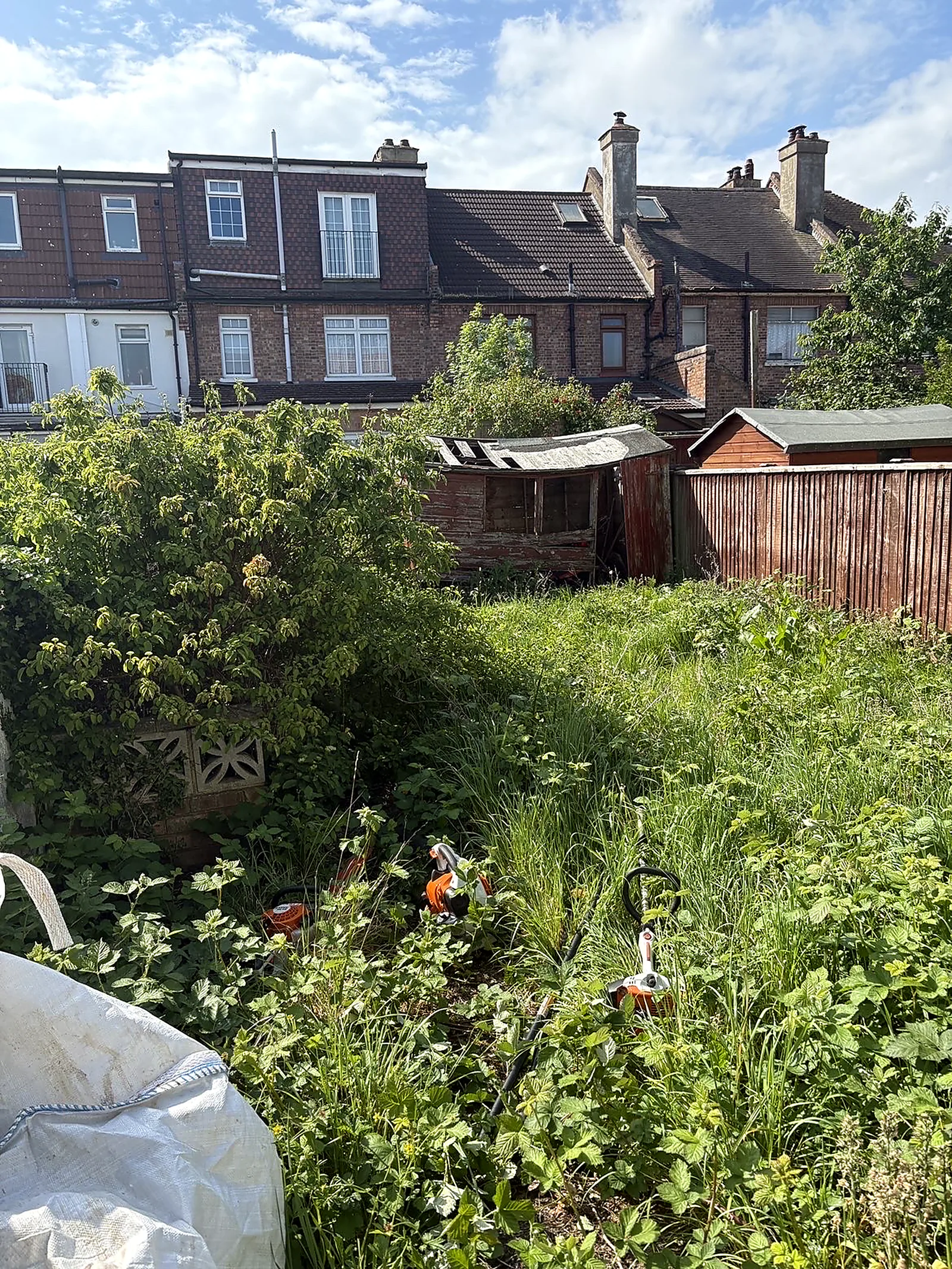The same garden, before, overgrown waist-high with brambles and self-seeded shrubs