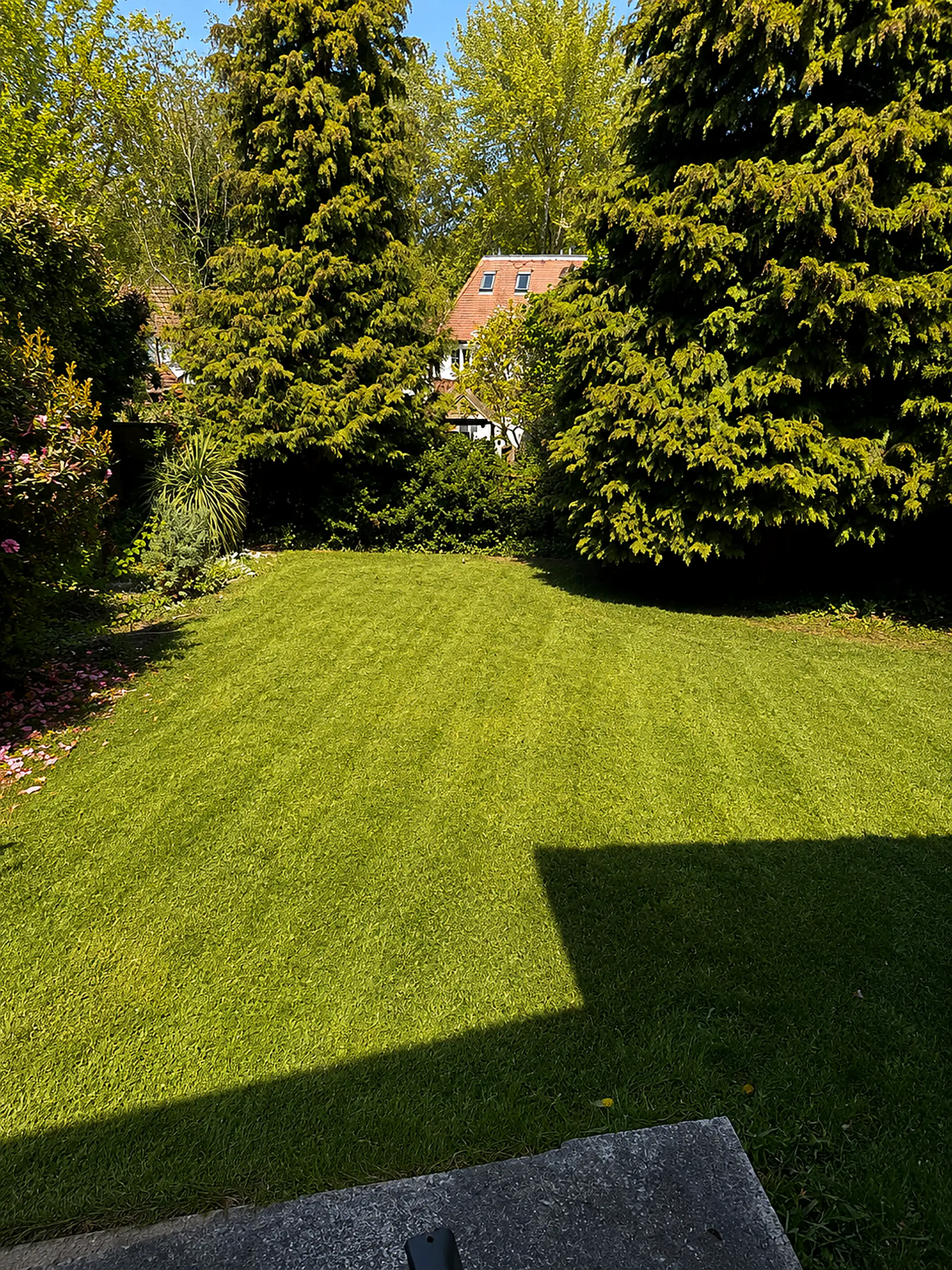 A striped lawn dappled with afternoon shade between mature conifers, a tile-roofed house in the distance