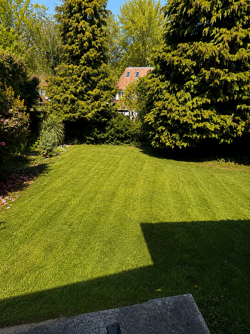 A striped lawn dappled with afternoon shade between mature conifers, a tile-roofed house in the distance