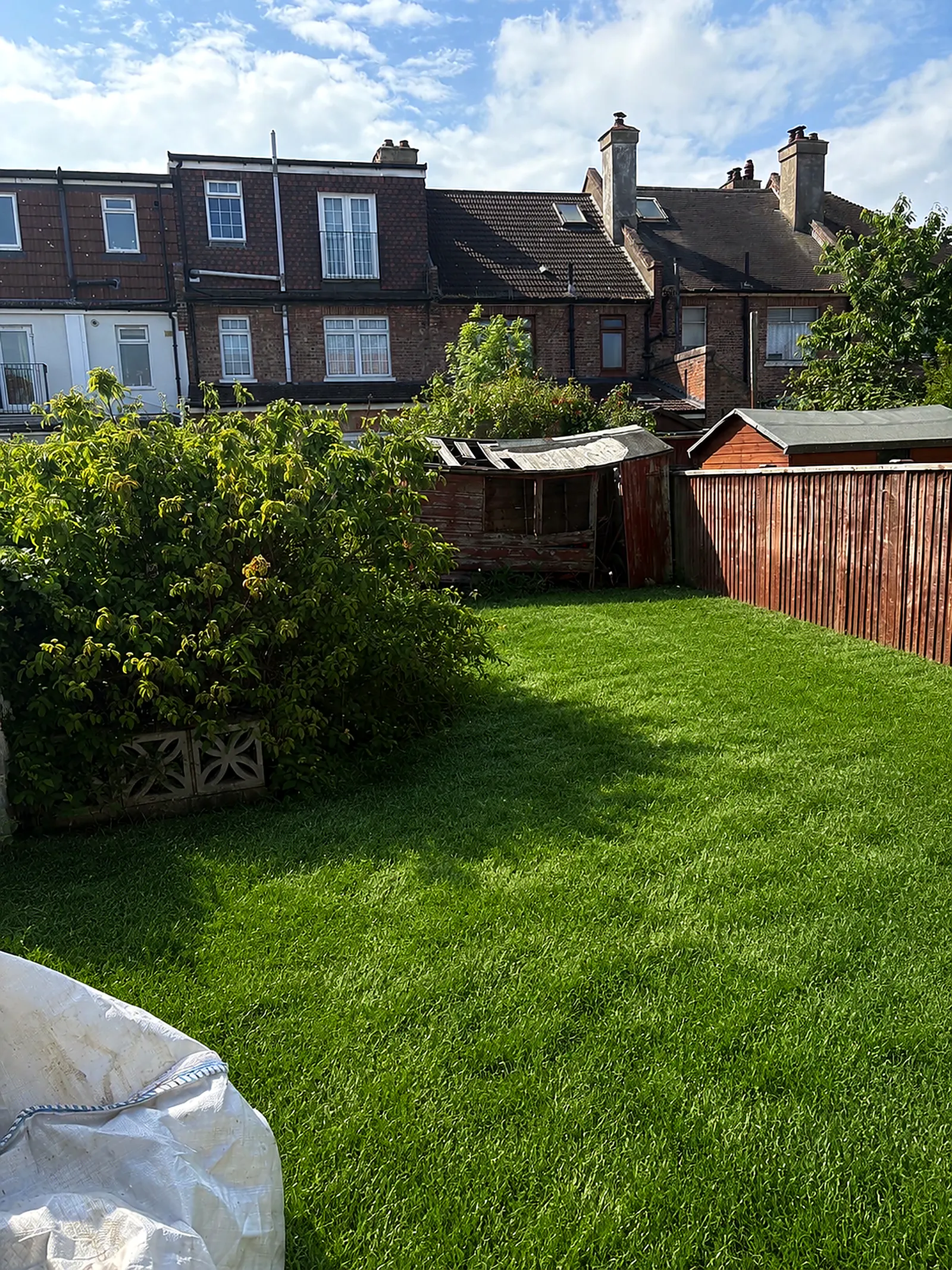 A south London terrace garden after a clearance and cut, fresh stripes on the lawn with the original derelict shed still by the fence